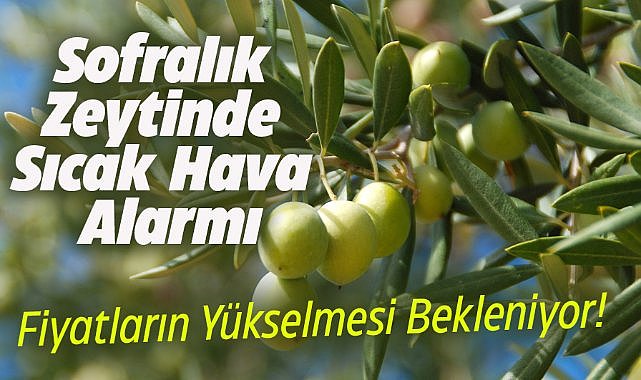 Sofralık Zeytinde Sıcak Hava Alarmı: Fiyatlar Yükselişte