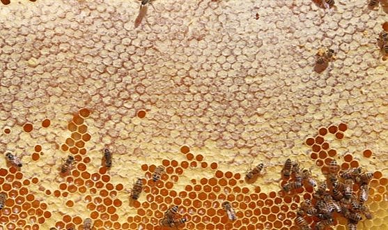 Türkiye'nin bal ihracatında başarı: 49 ülkeye 5 bin 913 ton bal