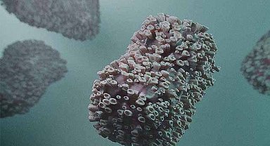 Uzmanı açıkladı! M Çiçeği virüsü sinir sistemini etkiliyor