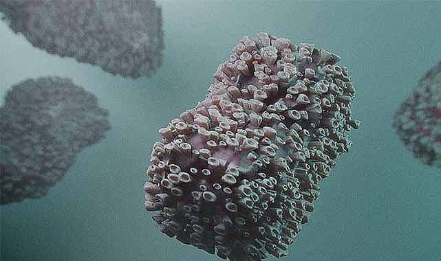 Uzmanı açıkladı! M Çiçeği virüsü sinir sistemini etkiliyor