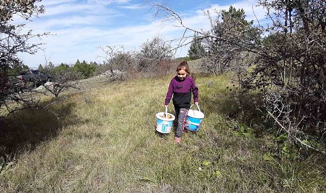 Yağmurun ardından kanlıca mantarı bereketi