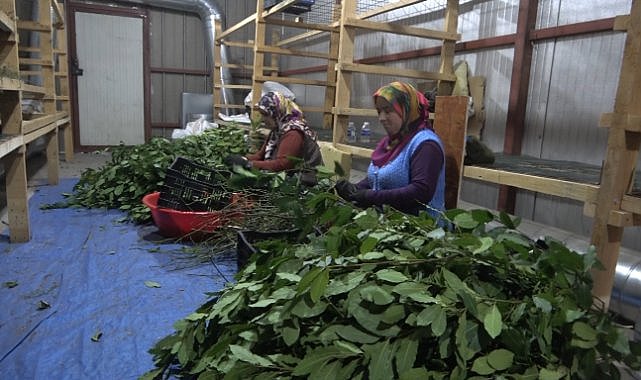 19 Mayıs ilçesinde tıbbi bitkiler ihraç ediliyor