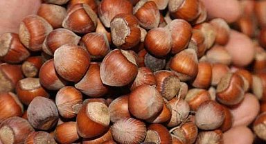 28 Kasım fındık fiyatları ne kadar?