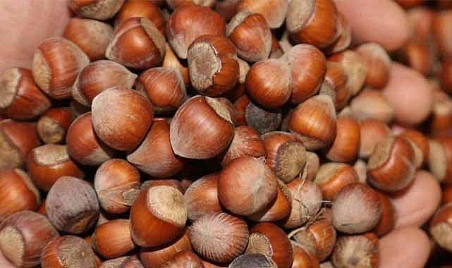 28 Kasım fındık fiyatları ne kadar?