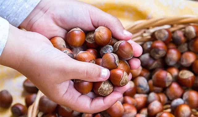 30 Kasım fındık fiyatları ne kadar?