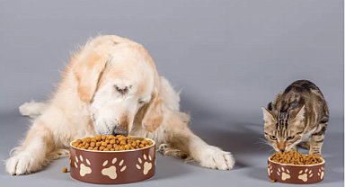 KEDİ VE KÖPEK MAMASI ALIMI