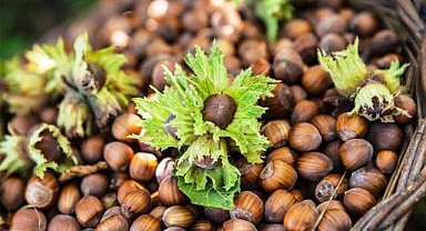 7 Kasım fındık fiyatları ne kadar?