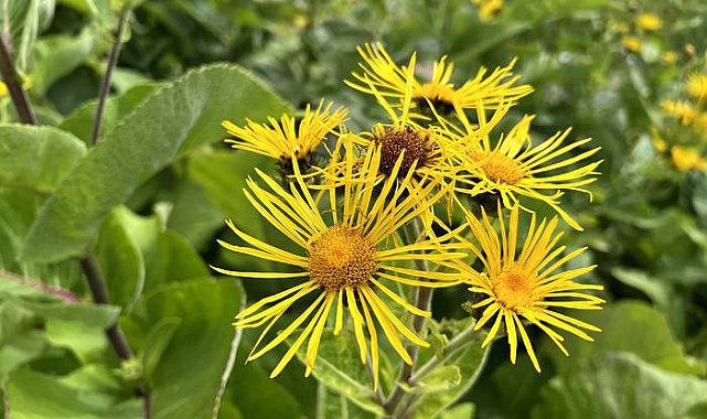 Andız otu nedir, faydaları nelerdir? Andız otu nasıl kullanılır, neye iyi gelir?