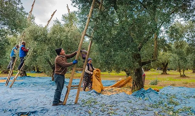 Ayvalık Zeytinyağında sahtecilik alarmı: Halk sağlığı tehdit altında
