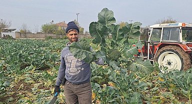 Bafra Ovası'nda brokoli hasadı başladı