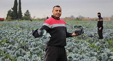 Bafra Ovası'nda kırmızı lahanada 130 bin ton rekolte bekleniyor