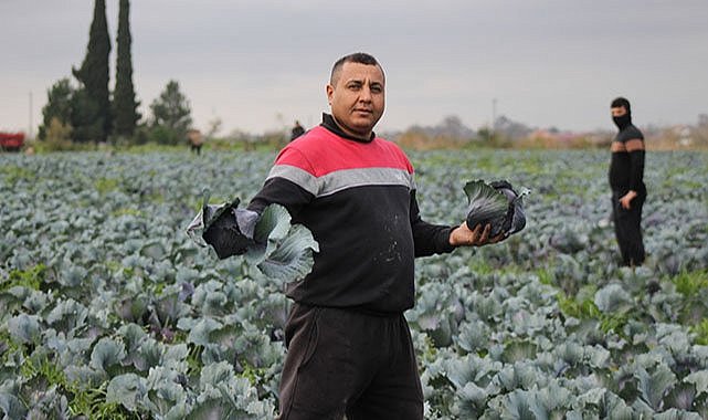 Bafra Ovası'nda kırmızı lahanada 130 bin ton rekolte bekleniyor