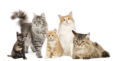 Bu cins kedilerin sahiplenilmesi artık yasak: 1 Ocak 2026’da başlıyor!