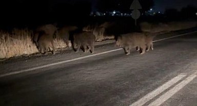 Domuz sürüsü şehre indi