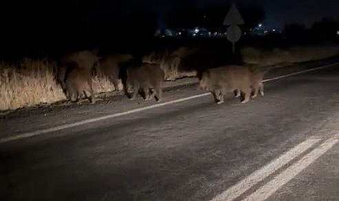 Domuz sürüsü şehre indi