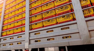 İtalya ve İsveç’e ihraç edilen tonlarca kuru incir Türkiye’ye geri yollandı