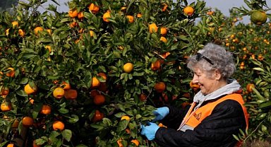 LÖSEV mandalina yetiştirerek hastalara umut oluyor