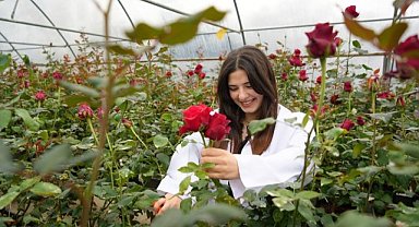 OMÜ'de hamsi atıklarıyla gül yetiştirildi