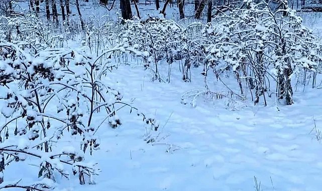 Resimdeki köpeği bulabilecek misiniz? Bulanların IQ’su en az 130! 