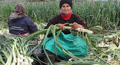 Samsun Bafra Ovası'nda pırasa hasadı başladı
