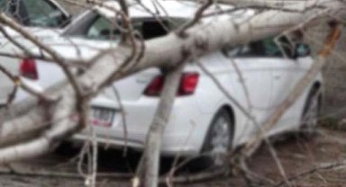 Samsun'da ağaç araçların üzerine devrildi