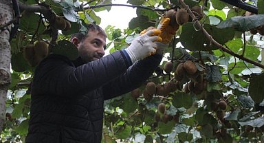 Samsun'da kivi hasadı başladı