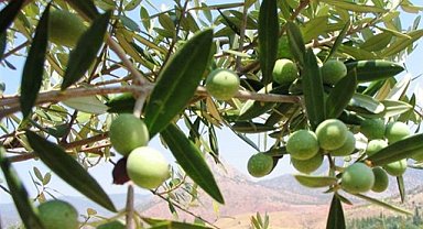 Samsun’da yabani zeytin aşılaması yapıldı