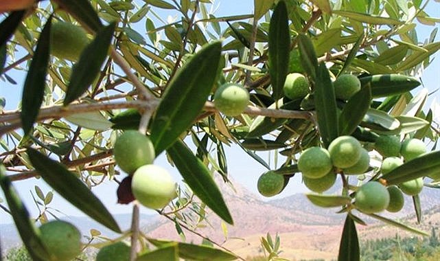 Samsun’da yabani zeytin aşılaması yapıldı