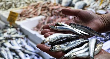 Samsun’dan hayvansal ürün ihracatında büyük başarı: 62,4 milyon dolar ve 18 milyon euro