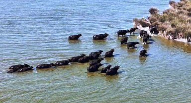 Samsun, manda varlığında Türkiye lideri