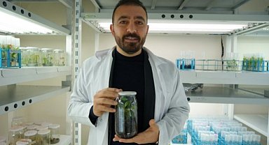 Samsun OMÜ'de Türkiye’nin ilk yerli ve milli klonal kestane anaçları geliştiriliyor