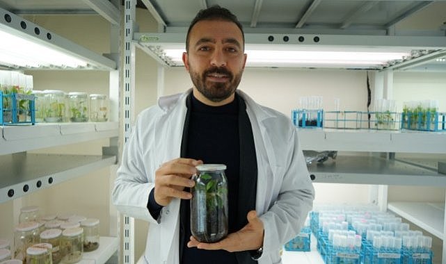 Samsun OMÜ'de Türkiye’nin ilk yerli ve milli klonal kestane anaçları geliştiriliyor