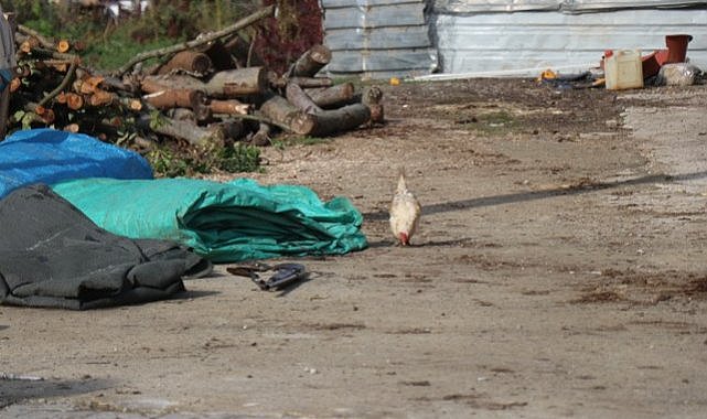 Tavuk yüzünden çıkan tartışma kanlı bitti! Amca iki yeğenini tüfekle vurdu