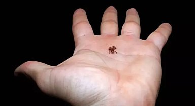 Tırnaktan daha küçük kurbağa türü keşfedildi