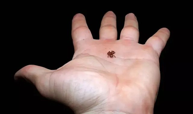 Tırnaktan daha küçük kurbağa türü keşfedildi