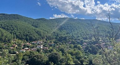 Türkiye'de ormanlar yıllık 44 milyon ton oksijen üretiyor