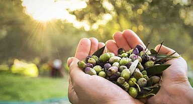 Türkiye genelinde 3,6 milyon tonluk zeytin rekoltesi bekleniyor