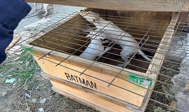 Yasaklı ırk köpek besleyen kişiye 317 bin 544 lira ceza