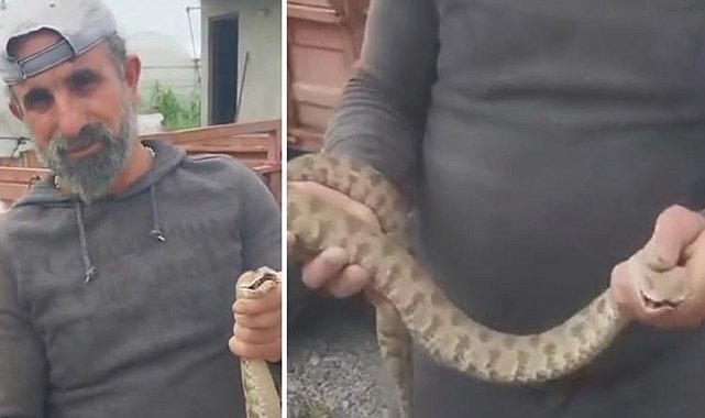 Zehirli engerek yılanını eliyle yakaladı