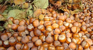 1 Aralık fındık fiyatları ne kadar?