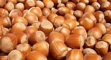 22 Aralık fındık fiyatları ne kadar?