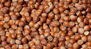 23 Aralık fındık fiyatları ne kadar?