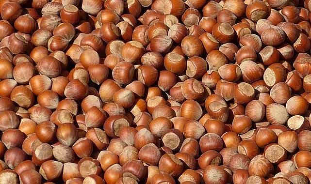 23 Aralık fındık fiyatları ne kadar?