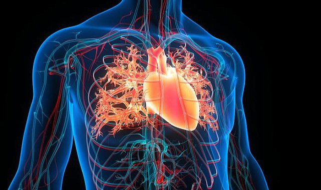 Araştırmacılar kalpte 'mini beyin' keşfetti! Yeni tedavi yöntemlerinin önünü açabilir