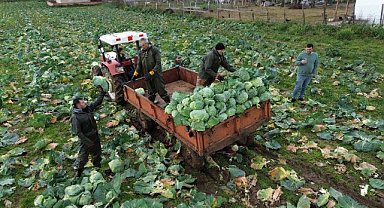 Bafra Ovası'nda sel nedeniyle beyaz lahana üretiminde düşüş