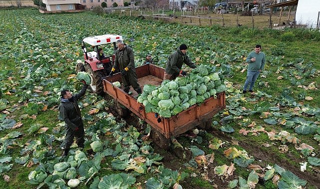 Bafra Ovası'nda sel nedeniyle beyaz lahana üretiminde düşüş
