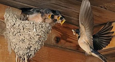 Balkona kuşlar neden yuva yapıyor? Anlamı meğer buymuş!