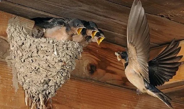 Balkona kuşlar neden yuva yapıyor? Anlamı meğer buymuş!