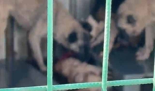 Barınakta vahşet! Aç kalan köpekler başka bir köpeği canlı canlı yedi