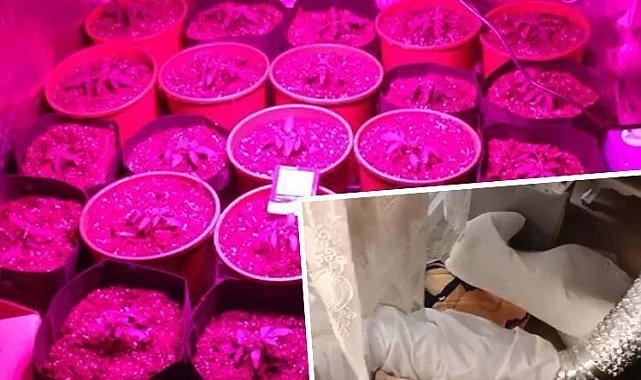 Evine kurduğu sistemle yetiştirip satıyordu... Jandarma operasyonu ile yakalandı